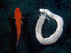 Ten. Tulamben, Bali by Doug Anderson 